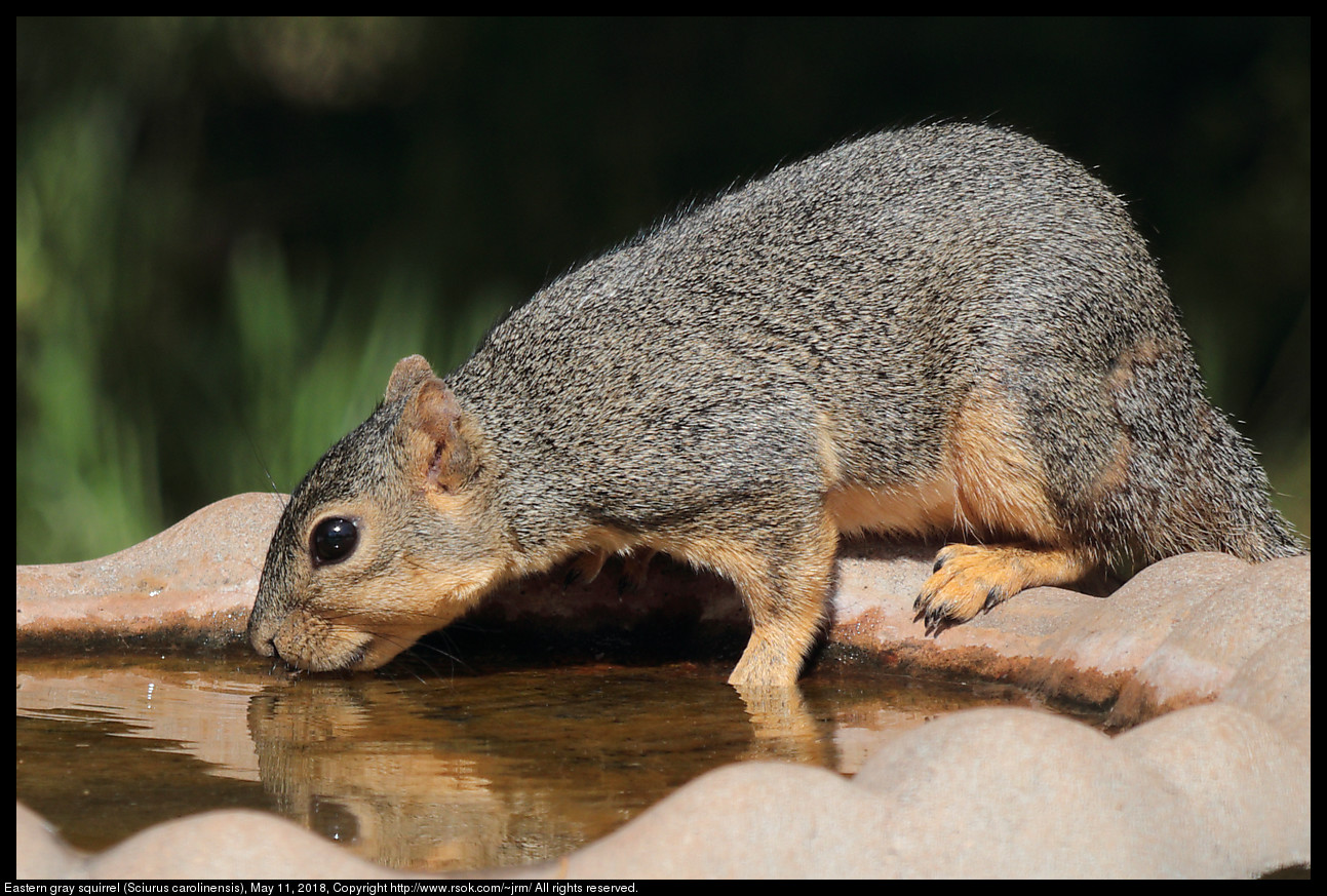 Fox squirrel (Sciurus niger), May 11, 2018