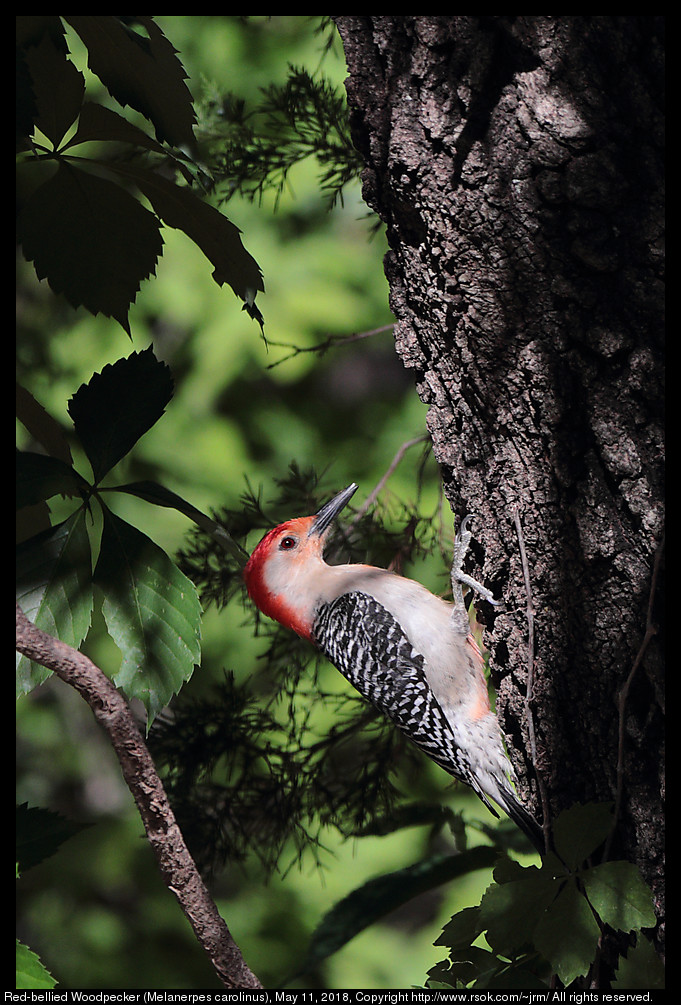 Red-bellied Woodpecker (Melanerpes carolinus), May 11, 2018