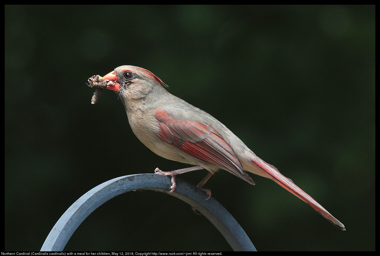 Northern Cardinal (Cardinalis cardinalis) with a meal for her children, May 12, 2018