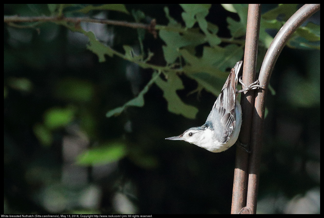 White-breasted Nuthatch (Sitta carolinensis), May 13, 2018