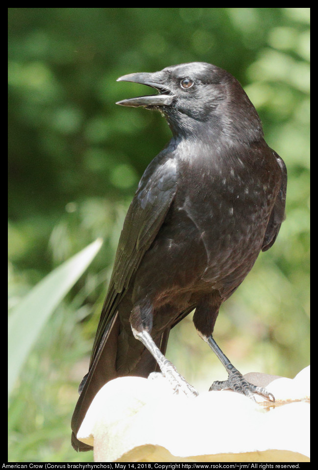 American Crow (Corvus brachyrhynchos), May 14, 2018