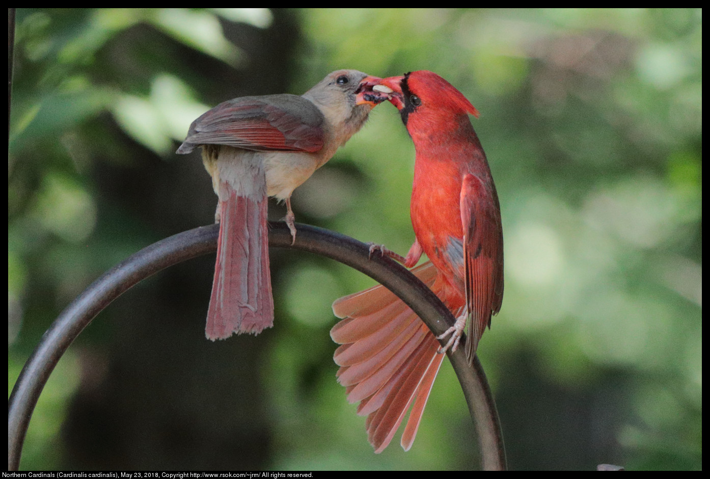 Northern Cardinals (Cardinalis cardinalis), May 23, 2018