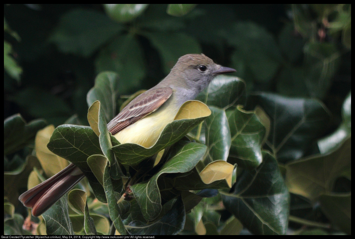 Great Crested Flycatcher (Myiarchus crinitus), May 24, 2018