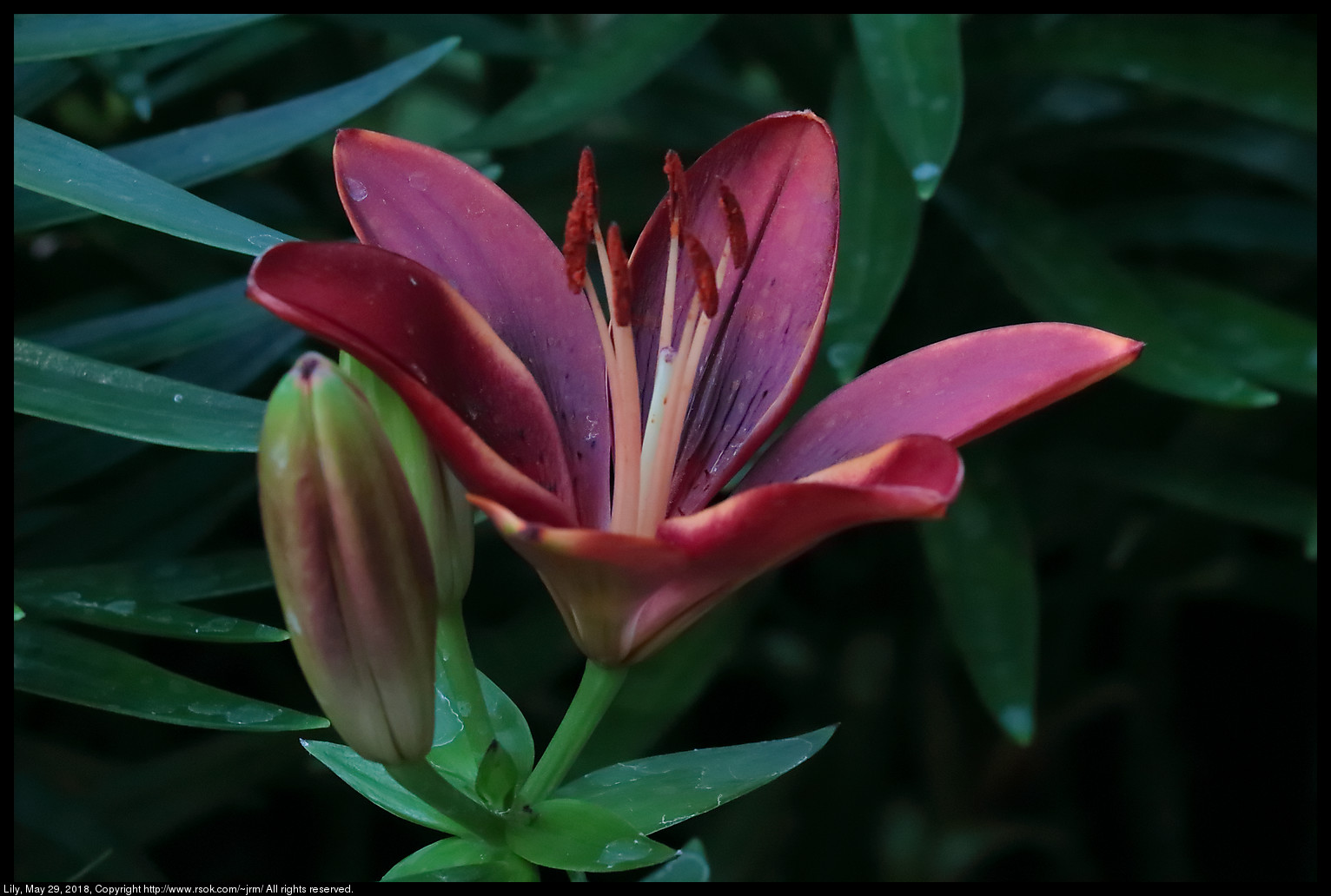 Lily, May 29, 2018