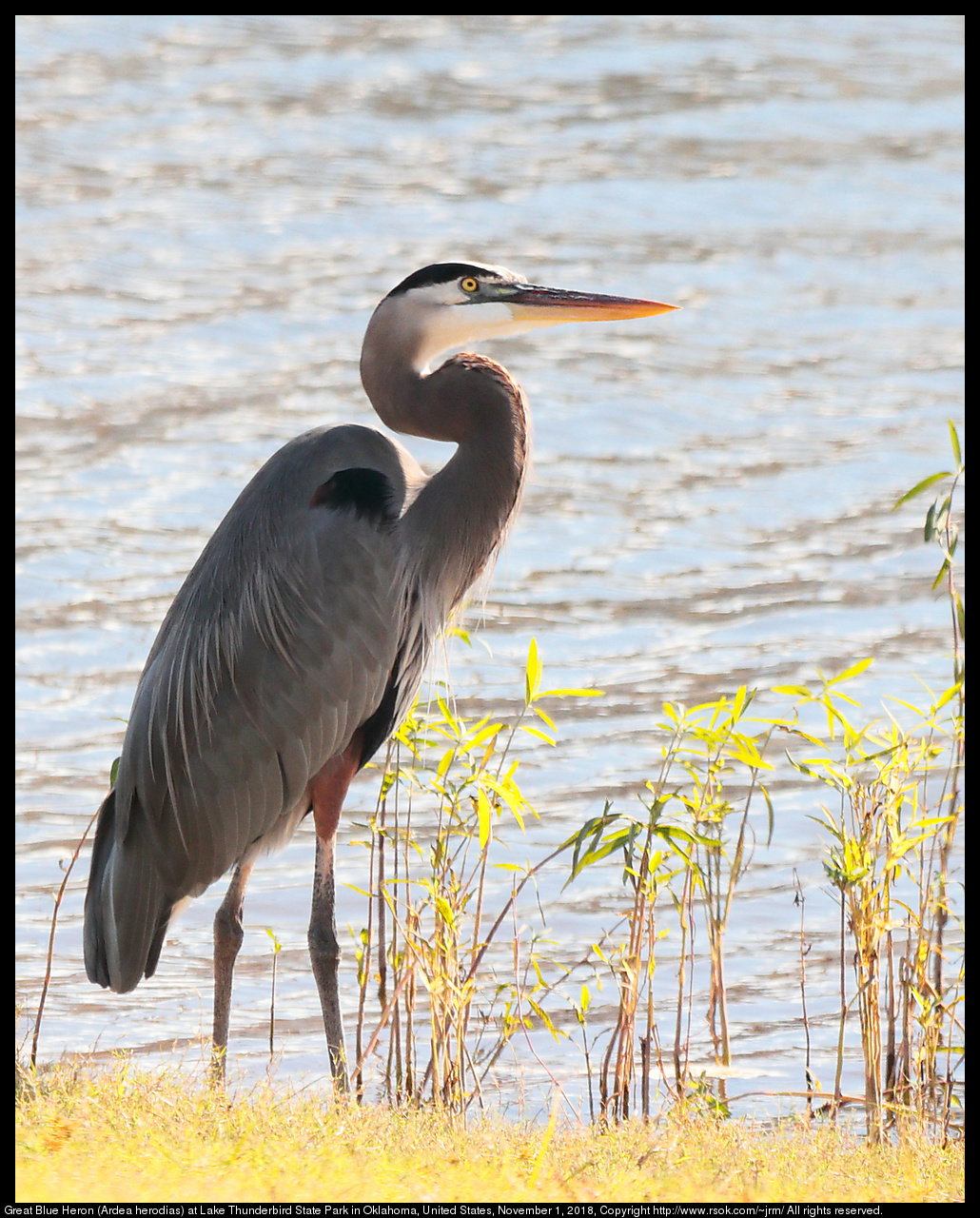 Great Blue Heron (Ardea herodias) at Lake Thunderbird State Park in Oklahoma, United States, November 1, 2018