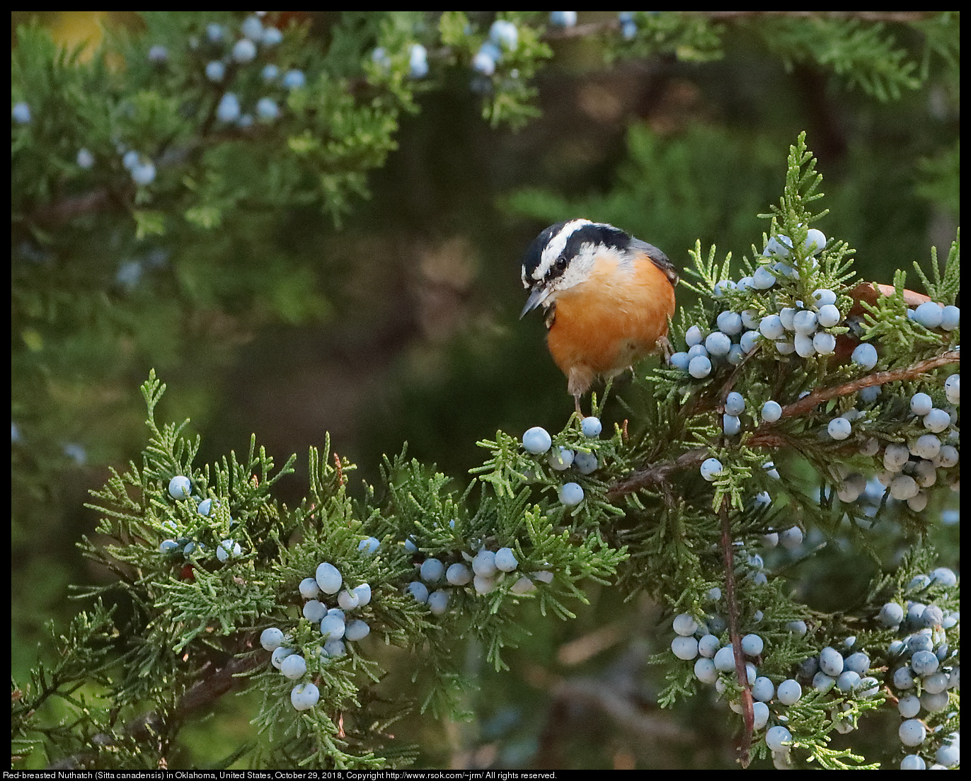 Red-breasted Nuthatch (Sitta canadensis) in Oklahoma, United States, October 29, 2018