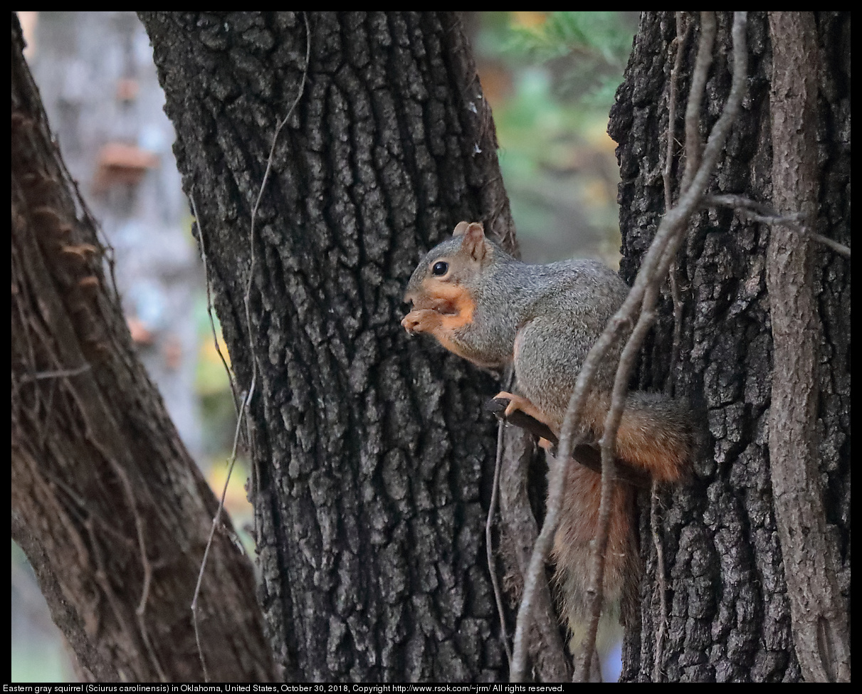 Fox squirrel (Sciurus niger) in Oklahoma, United States, October 30, 2018