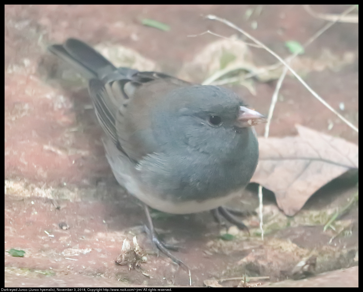 Dark-eyed Junco (Junco hyemalis), November 3, 2018