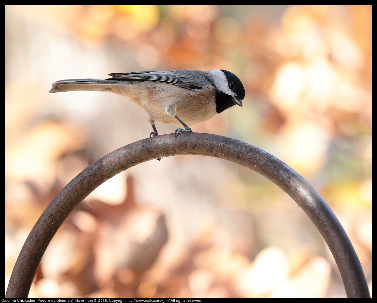 Carolina Chickadee (Poecile carolinensis), November 5, 2018