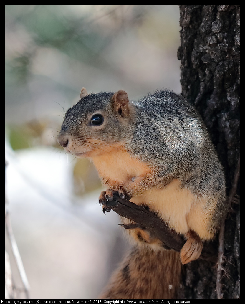 Fox squirrel (Sciurus niger), November 9, 2018