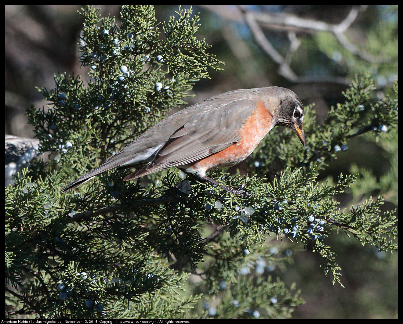 American Robin (Turdus migratorius), November 13, 2018