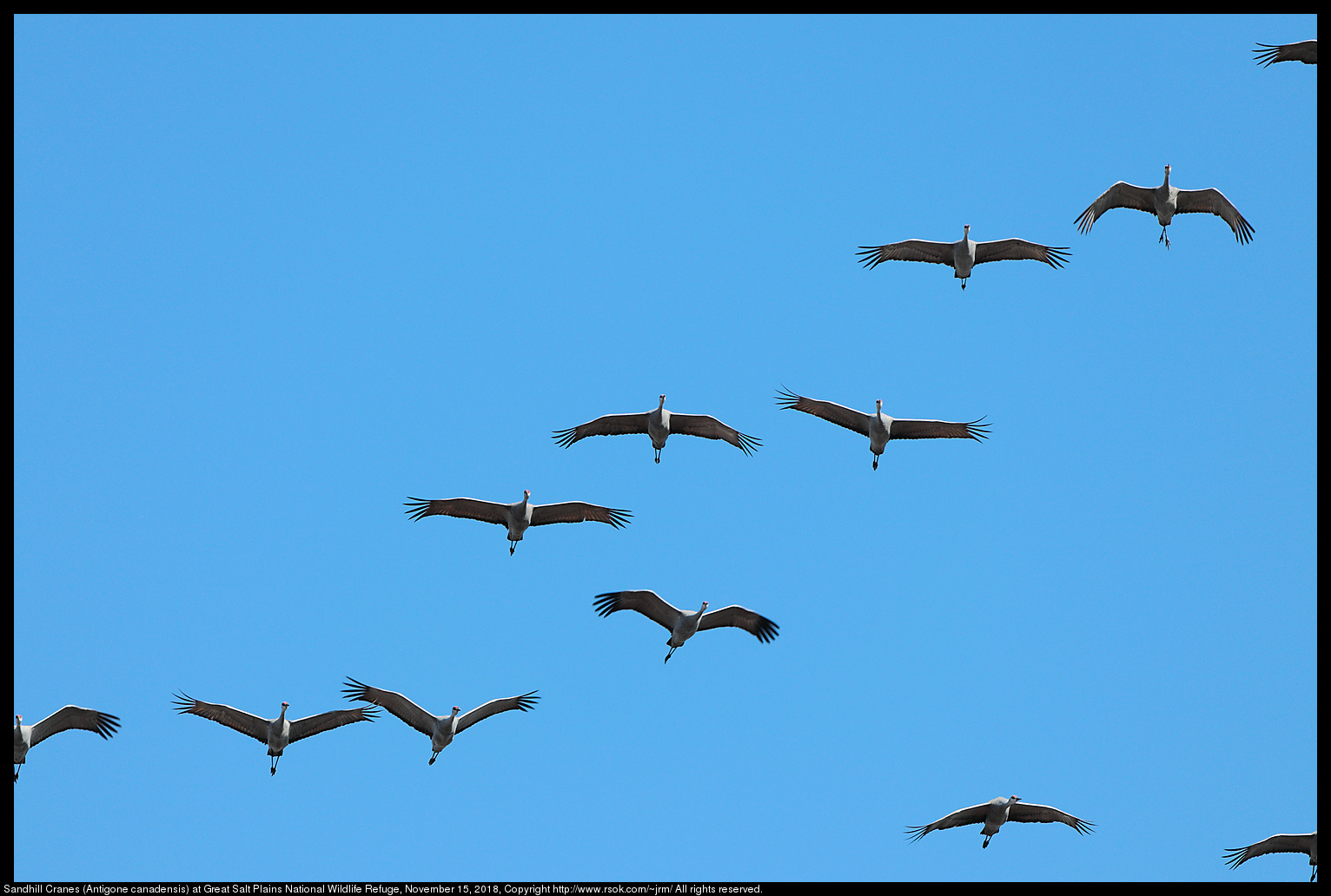 Sandhill Cranes (Antigone canadensis) at Great Salt Plains National Wildlife Refuge, November 15, 2018