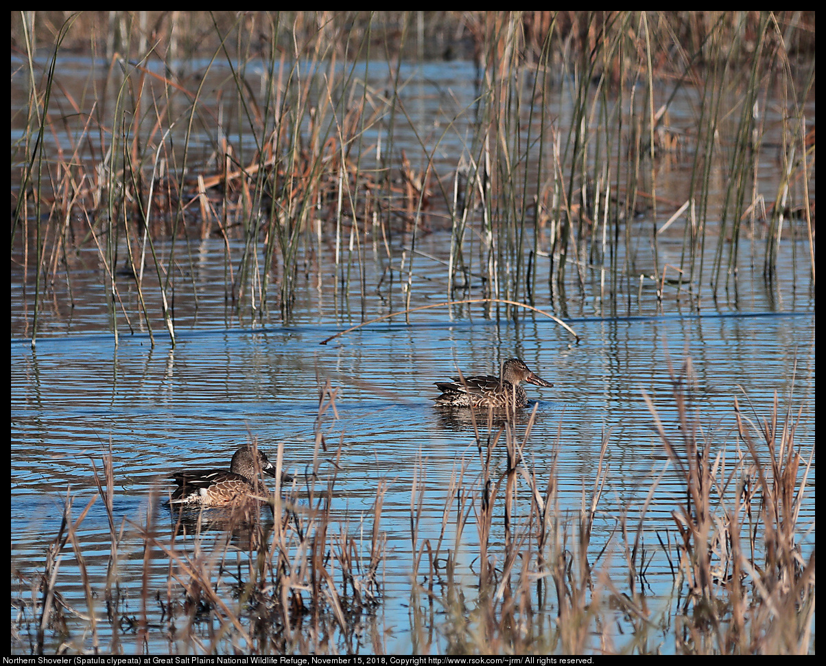 Northern Shoveler (Spatula clypeata) at Great Salt Plains National Wildlife Refuge, November 15, 2018