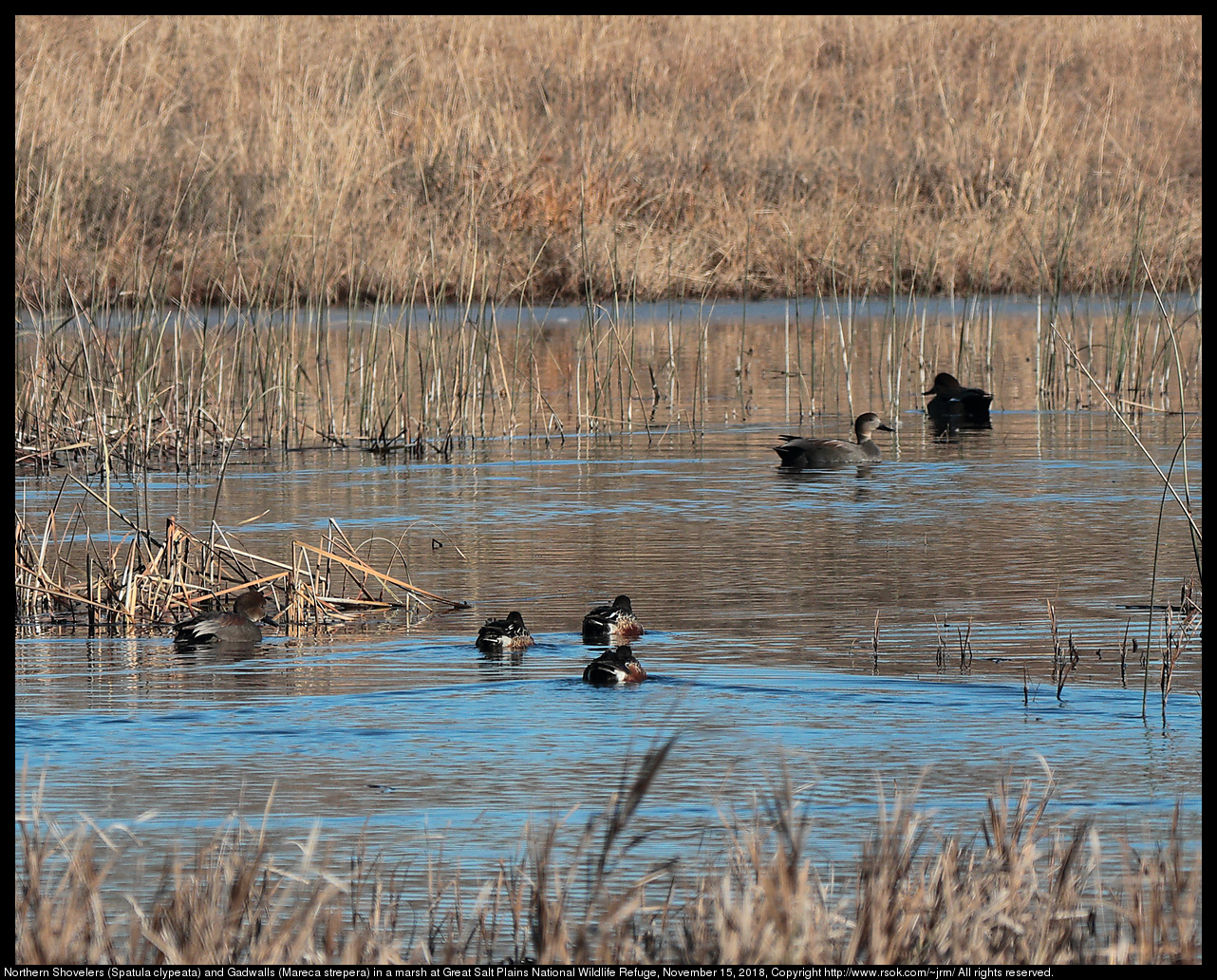 Northern Shovelers (Spatula clypeata) and Gadwalls (Mareca strepera) in a marsh  at Great Salt Plains National Wildlife Refuge, November 15, 2018