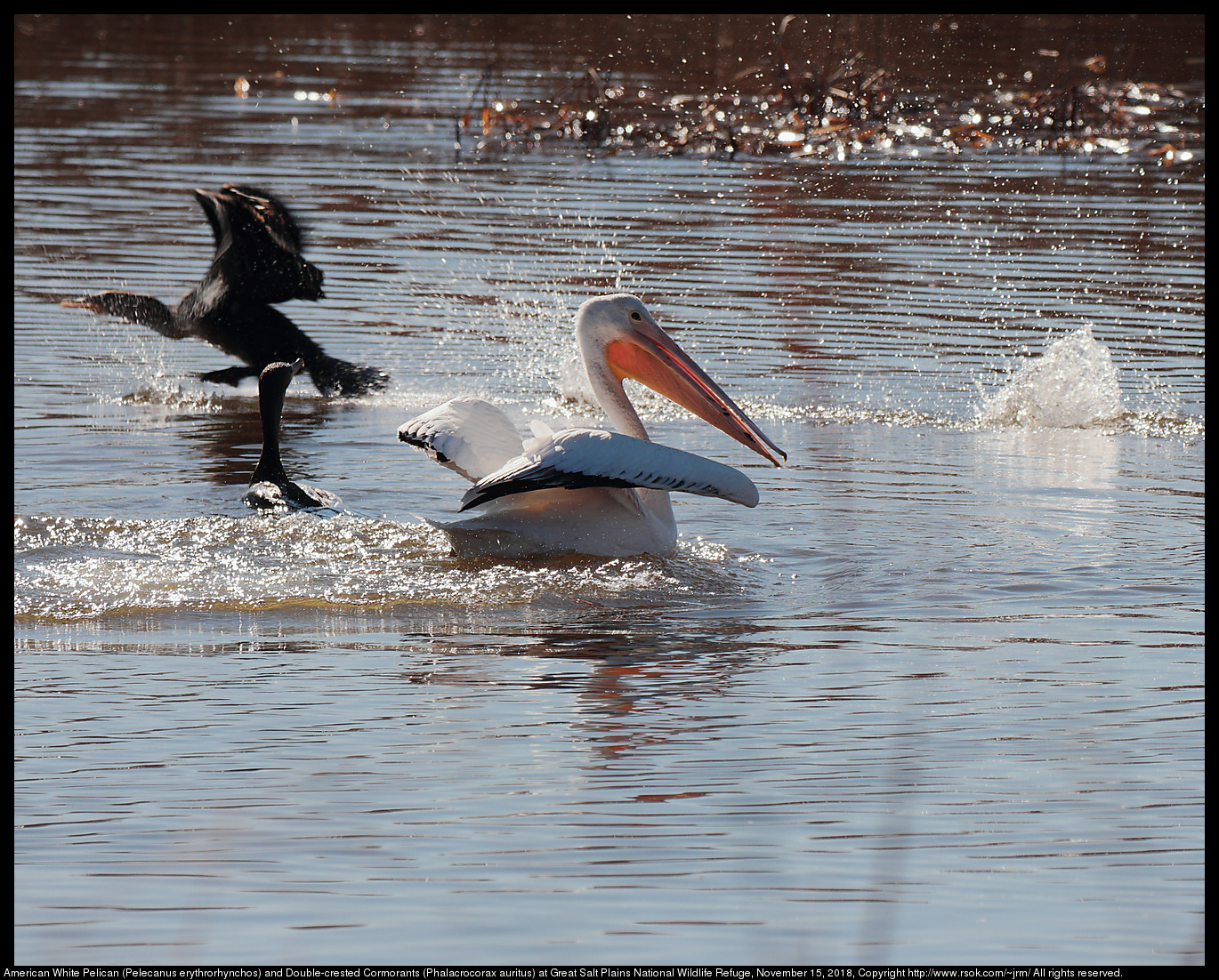 American White Pelican (Pelecanus erythrorhynchos) and Double-crested Cormorants (Phalacrocorax auritus) at Great Salt Plains National Wildlife Refuge, November 15, 2018