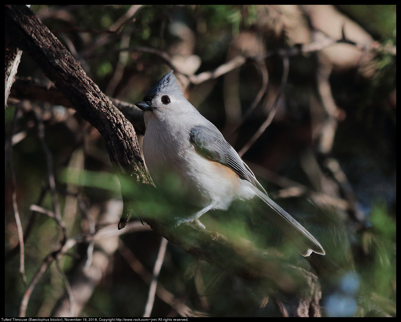 Tufted Titmouse (Baeolophus bicolor), November 19, 2018