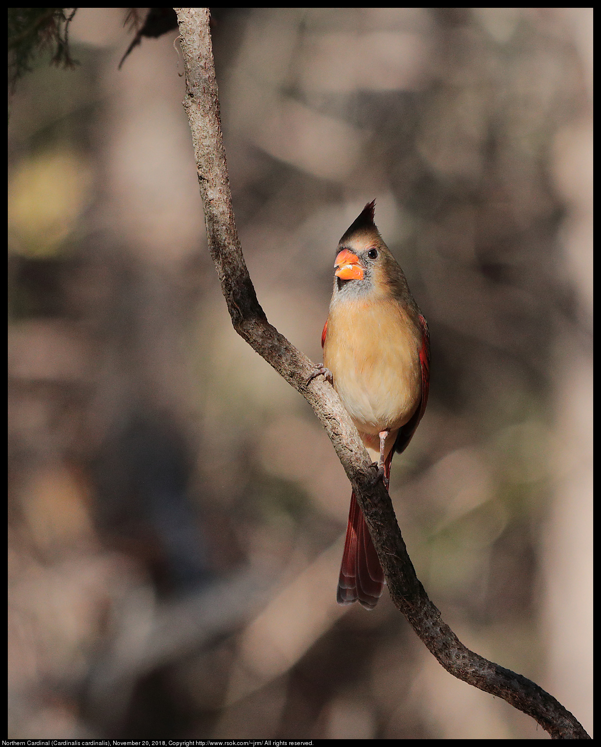 Northern Cardinal (Cardinalis cardinalis), November 20, 2018