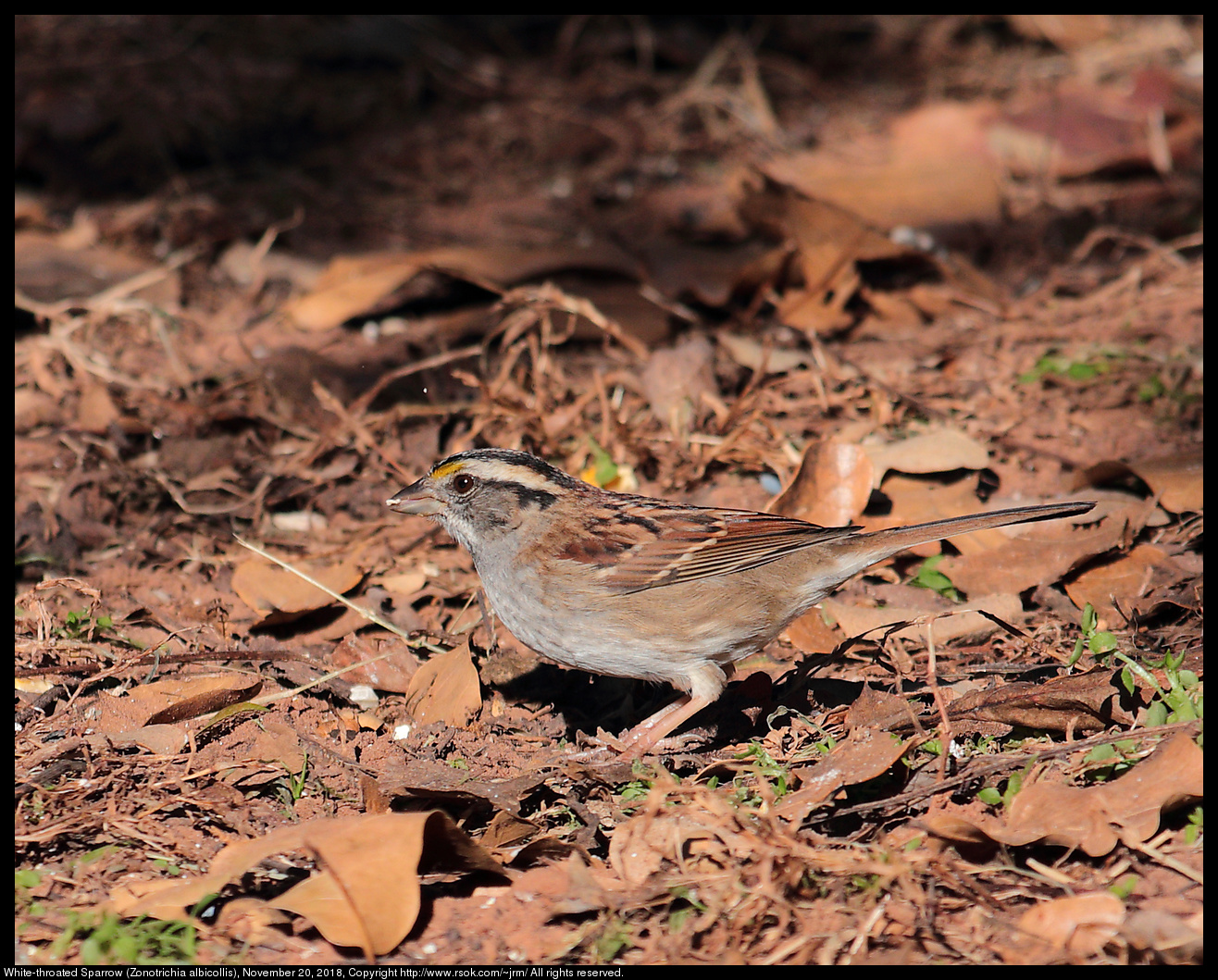 White-throated Sparrow (Zonotrichia albicollis), November 20, 2018