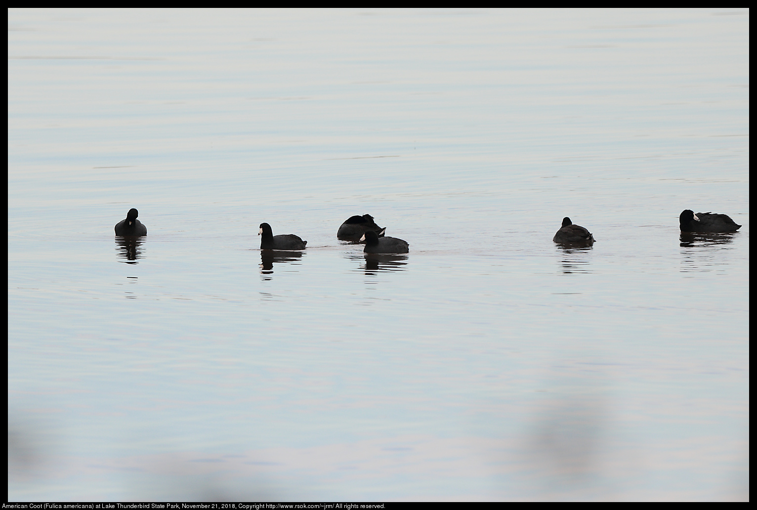 American Coots (Fulica americana) at Lake Thunderbird State Park, November 21, 2018