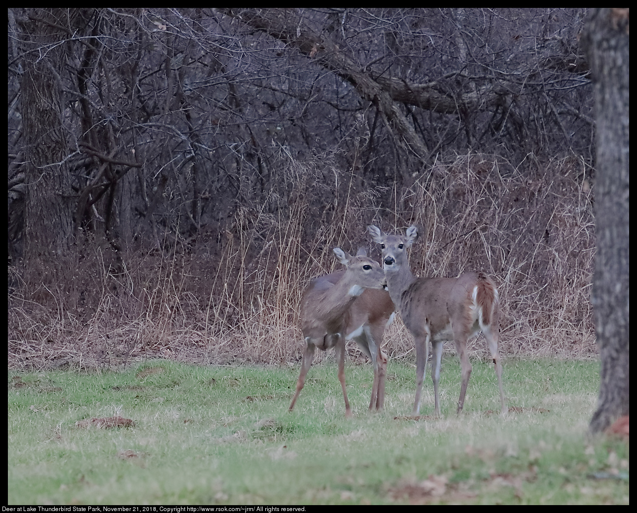 Deer at Lake Thunderbird State Park, November 21, 2018