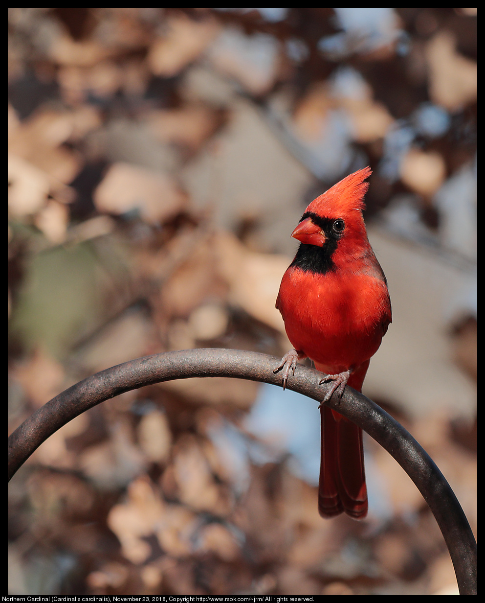 Northern Cardinal (Cardinalis cardinalis), November 23, 2018