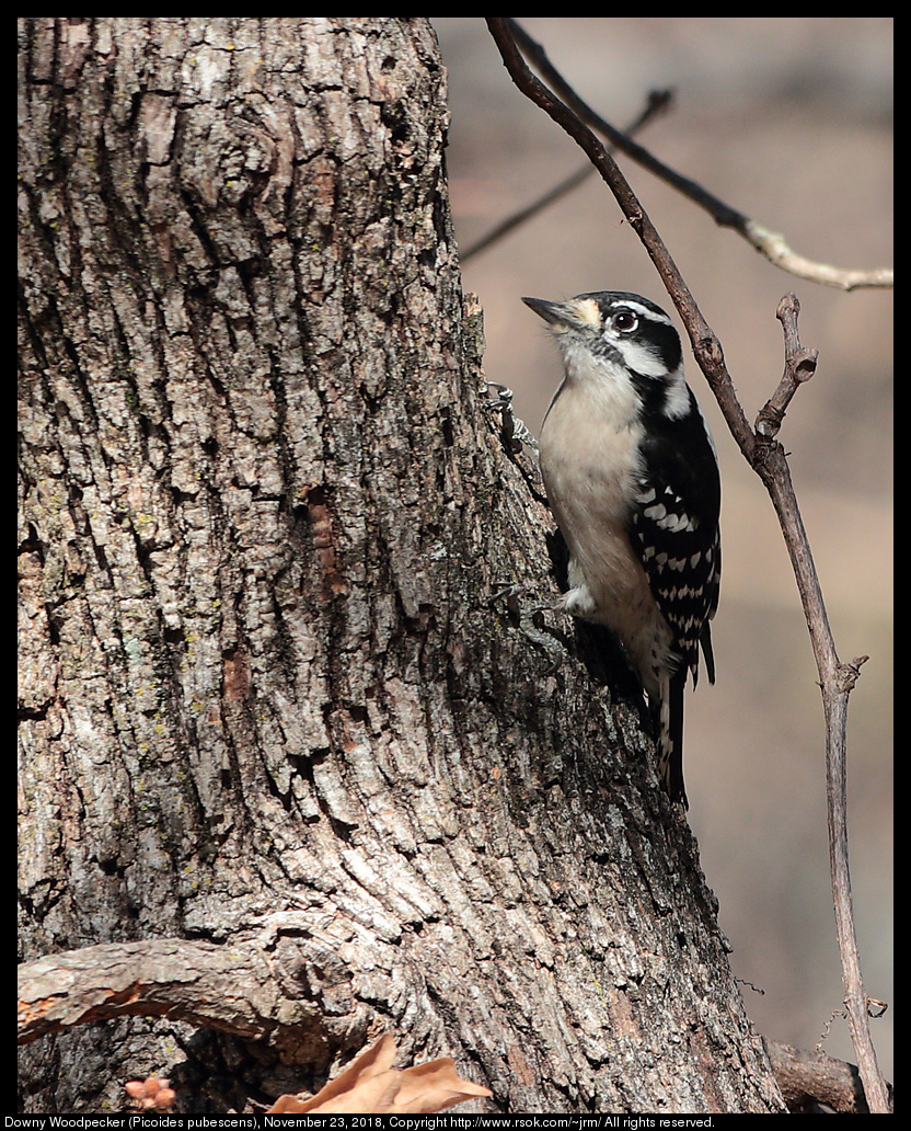 Downy Woodpecker (Picoides pubescens), November 23, 2018