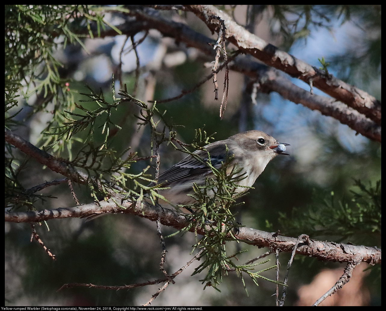 Yellow-rumped Warbler (Setophaga coronata), November 24, 2018