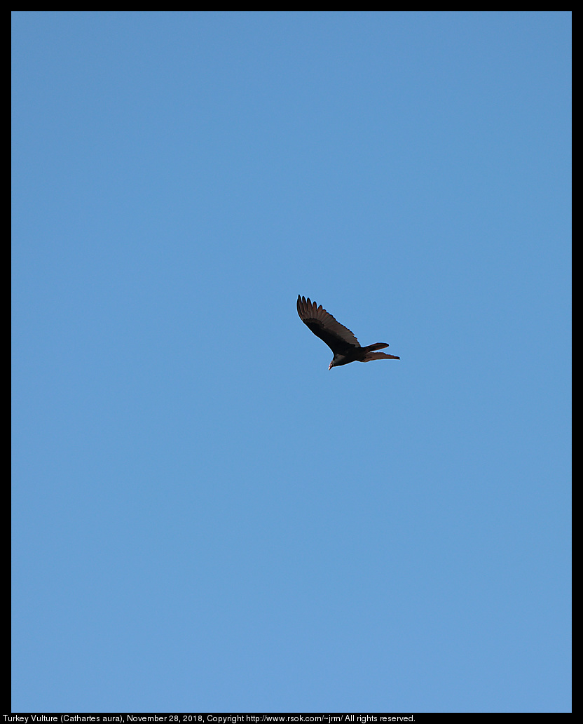 Turkey Vulture (Cathartes aura), November 28, 2018