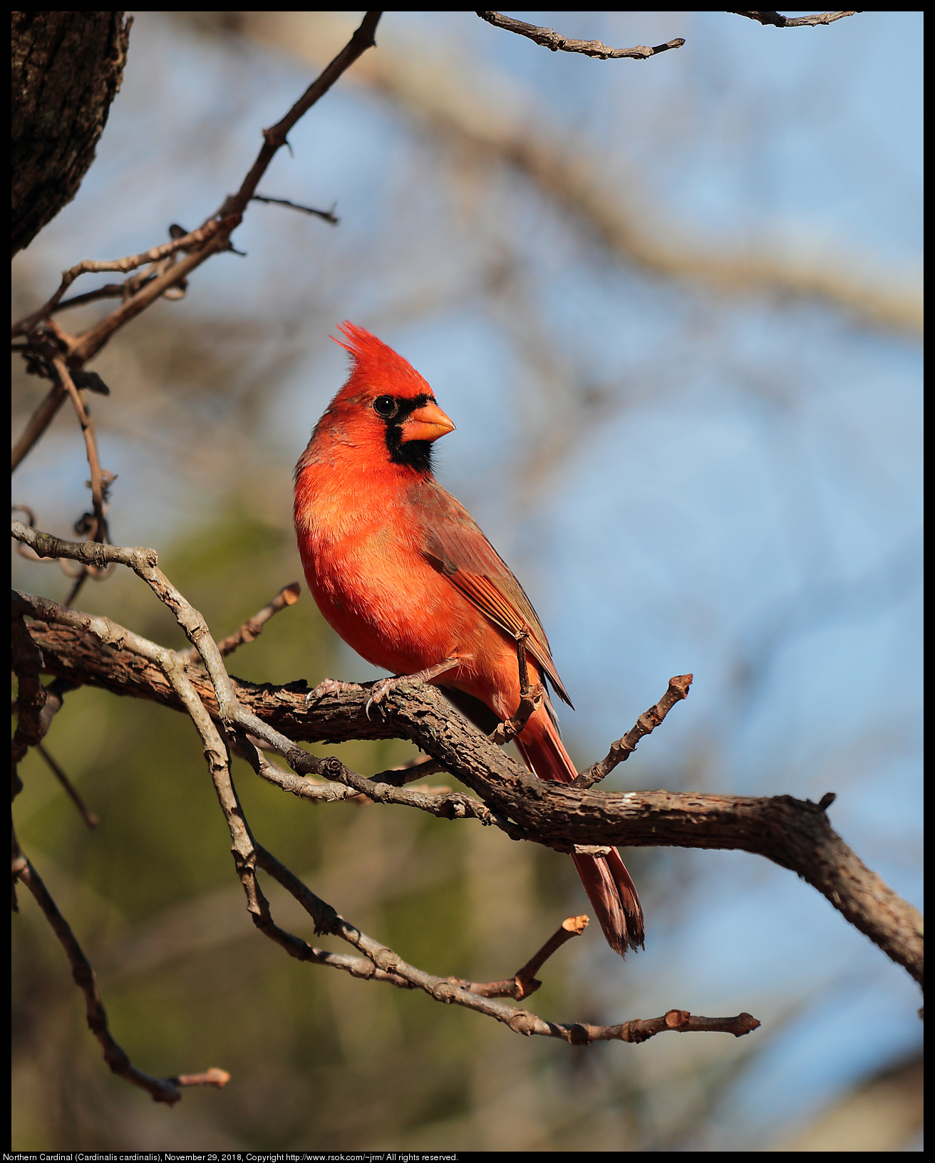 Northern Cardinal (Cardinalis cardinalis), November 29, 2018