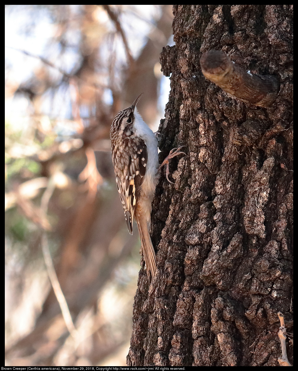 Brown Creeper (Certhia americana), November 29, 2018