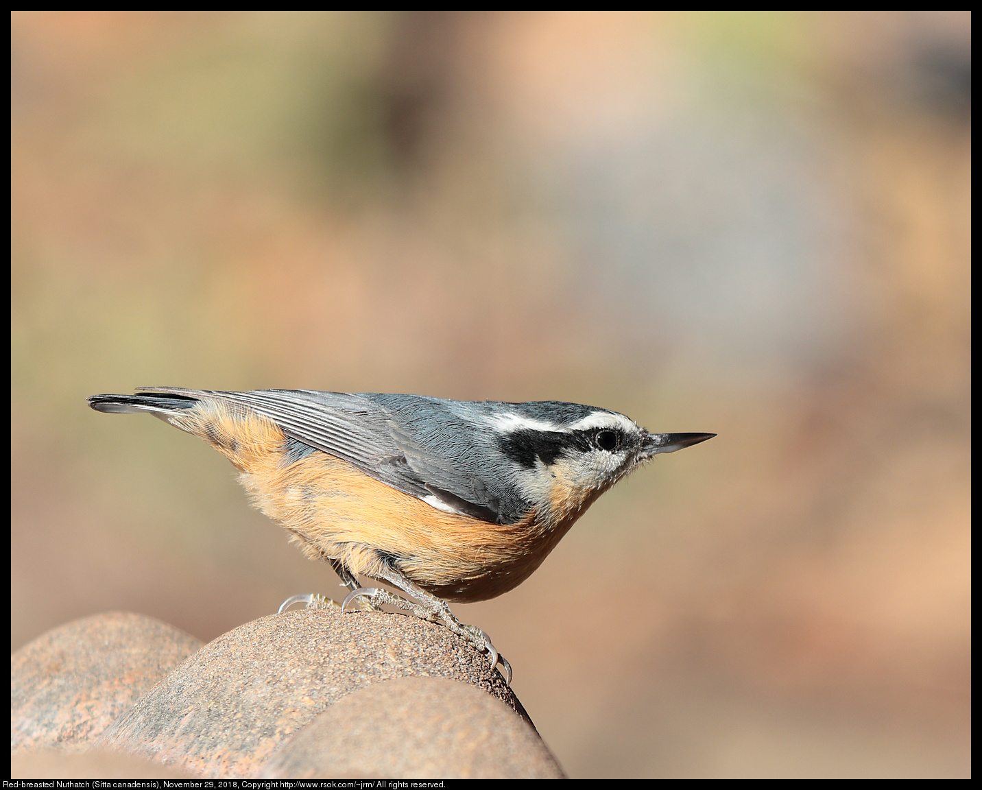 Red-breasted Nuthatch (Sitta canadensis), November 29, 2018