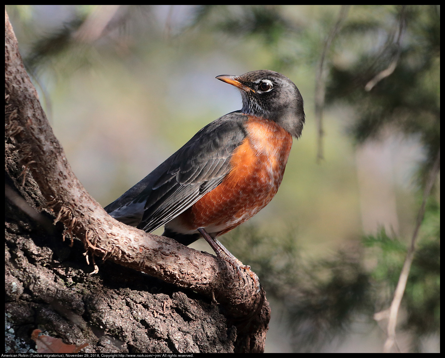 American Robin (Turdus migratorius), November 29, 2018