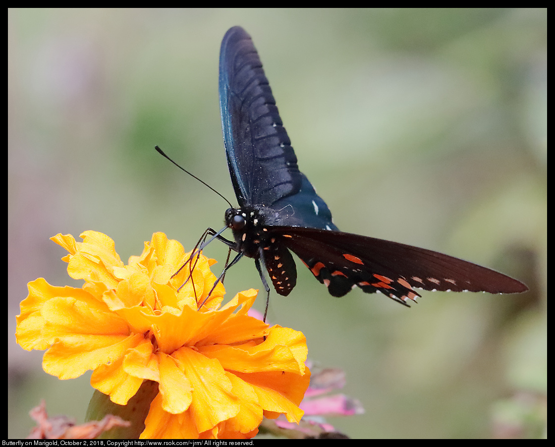 Butterfly on Marigold, October 2, 2018