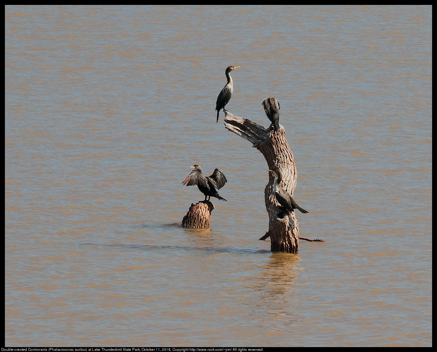 Double-crested Cormorants (Phalacrocorax auritus) at Lake Thunderbird State Park, October 11, 2018