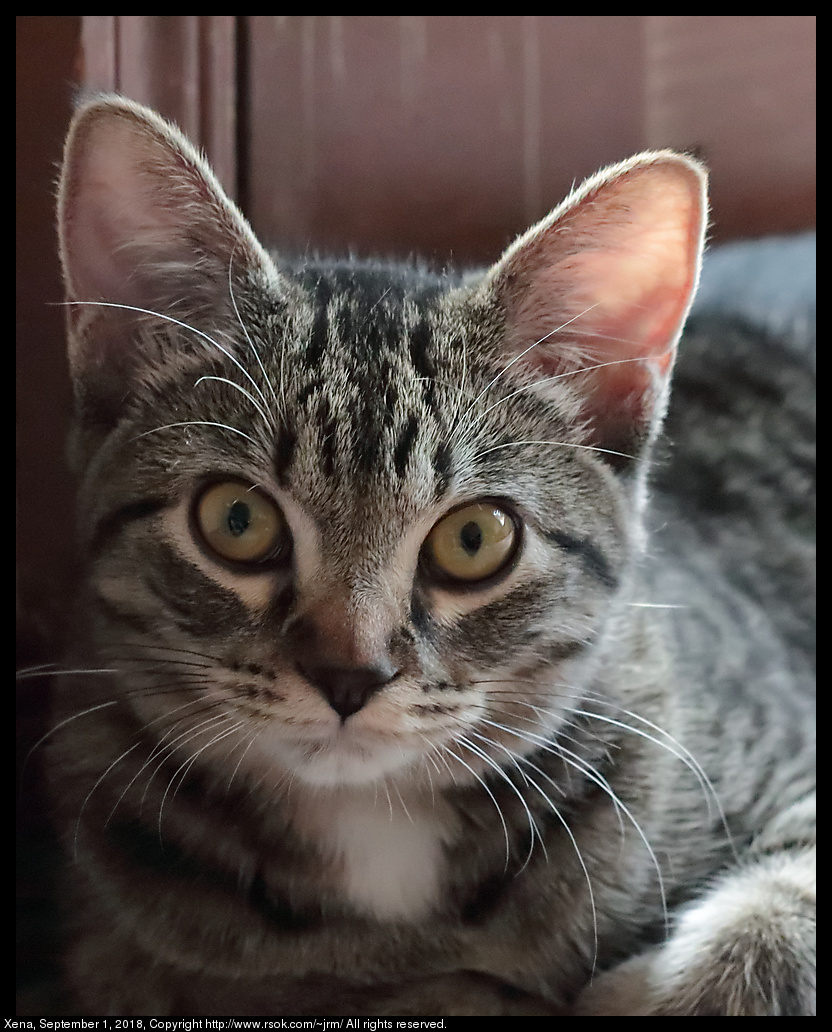 Xena, the warrior princess kitten, September 1, 2018