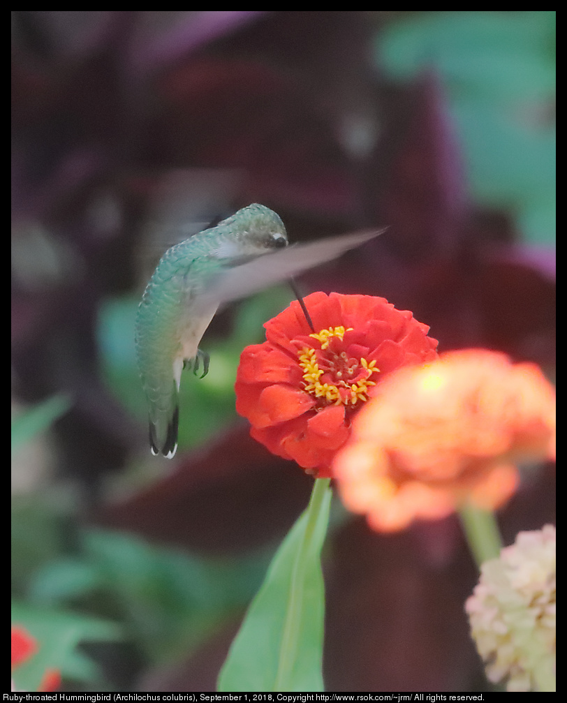 Ruby-throated Hummingbird (Archilochus colubris), September 1, 2018