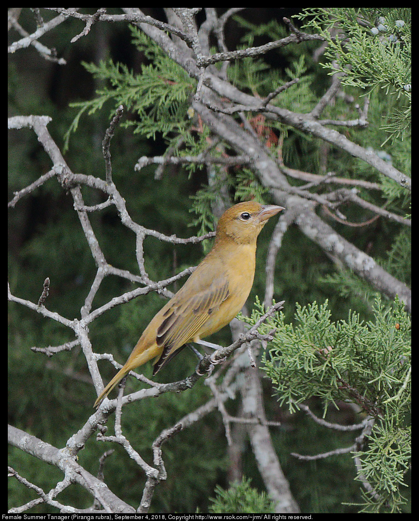 Female Summer Tanager (Piranga rubra), September 4, 2018