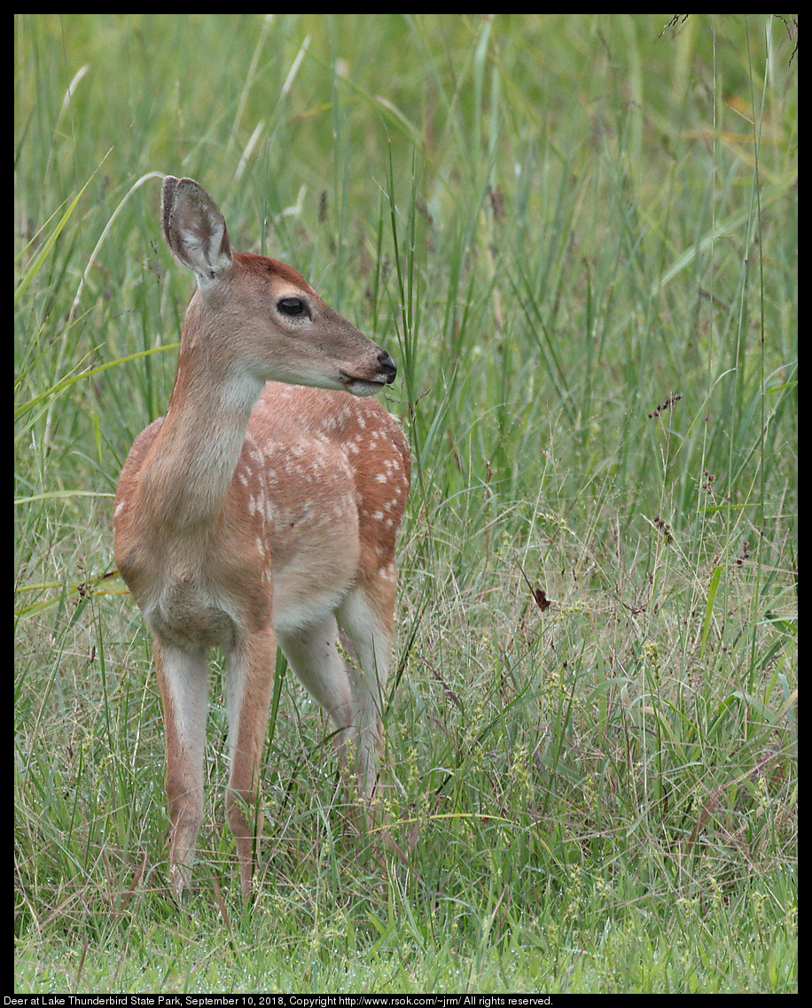 Deer at Lake Thunderbird State Park, September 10, 2018