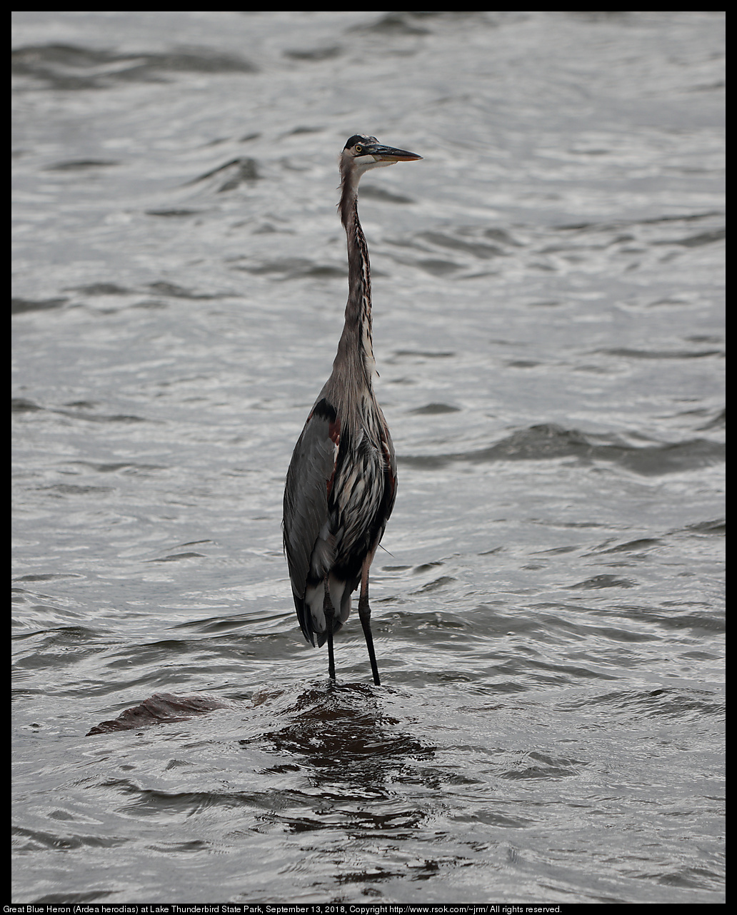 Great Blue Heron (Ardea herodias) at Lake Thunderbird State Park, September 13, 2018