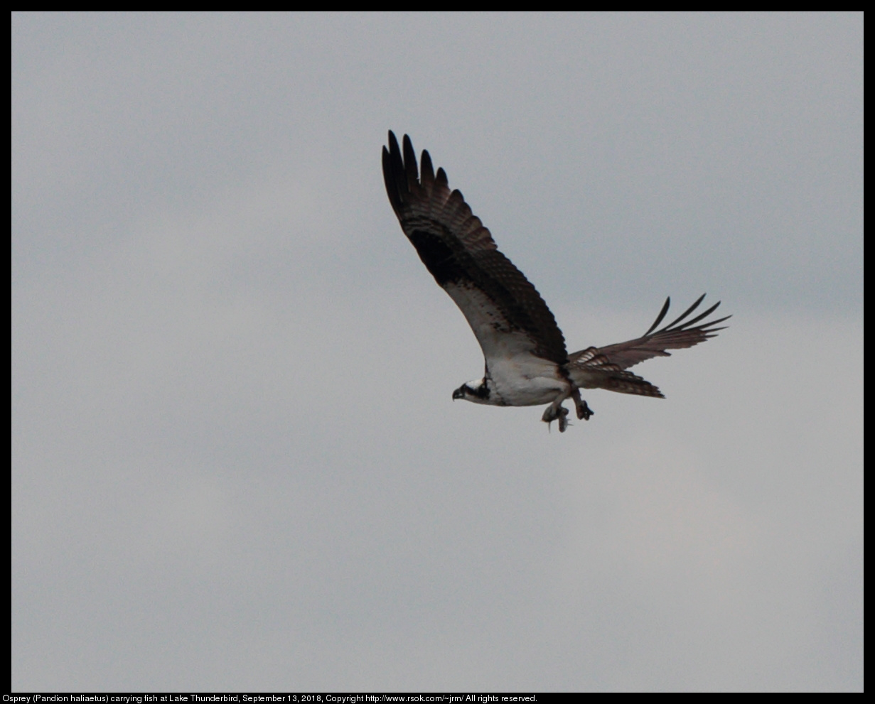 Osprey (Pandion haliaetus) carrying fish at Lake Thunderbird, September 13, 2018