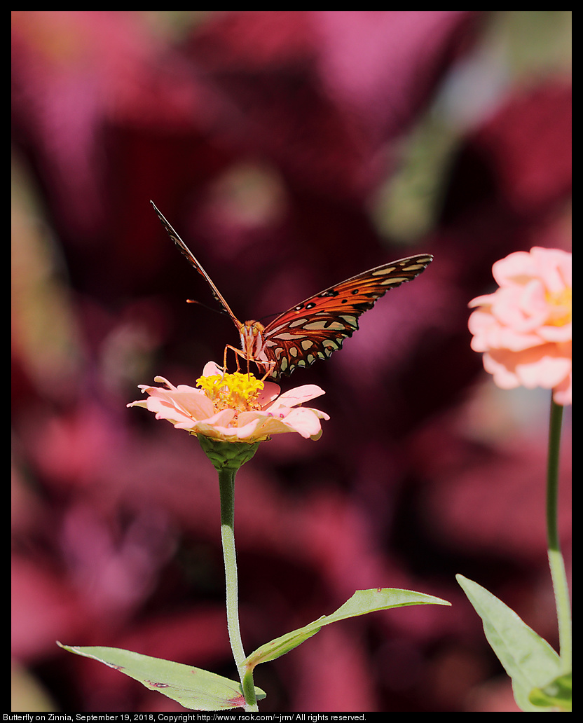 Butterfly on Zinnia, September 19, 2018