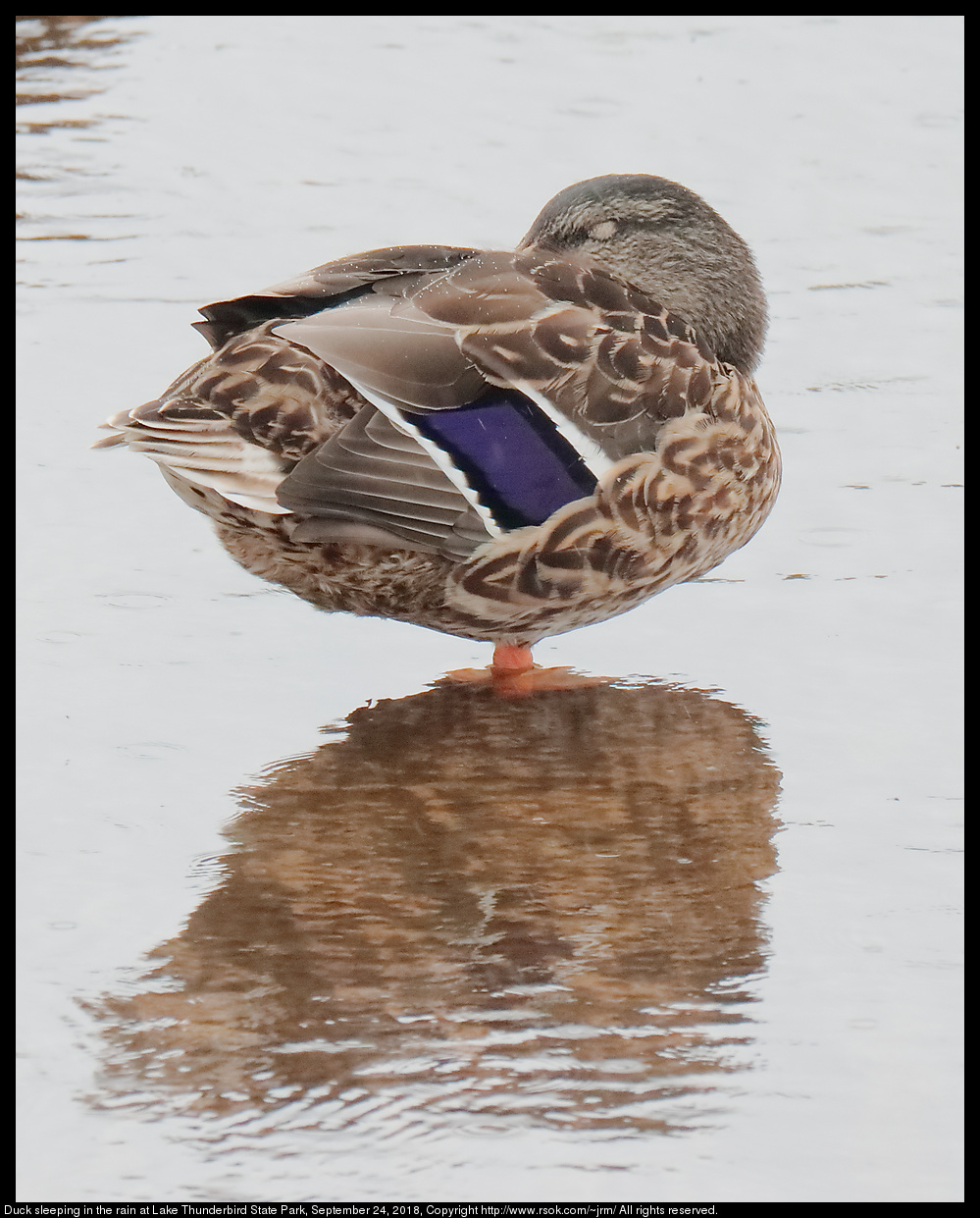 Duck sleeping in the rain at Lake Thunderbird State Park, September 24, 2018