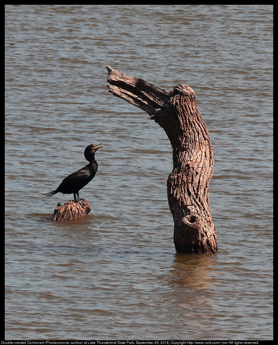 Double-crested Cormorant (Phalacrocorax auritus) at Lake Thunderbird State Park, September 25, 2018