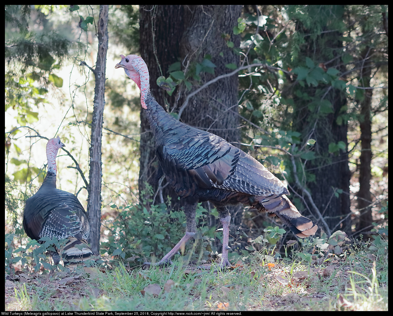 Wild Turkeys (Meleagris gallopavo) at Lake Thunderbird State Park, September 25, 2018