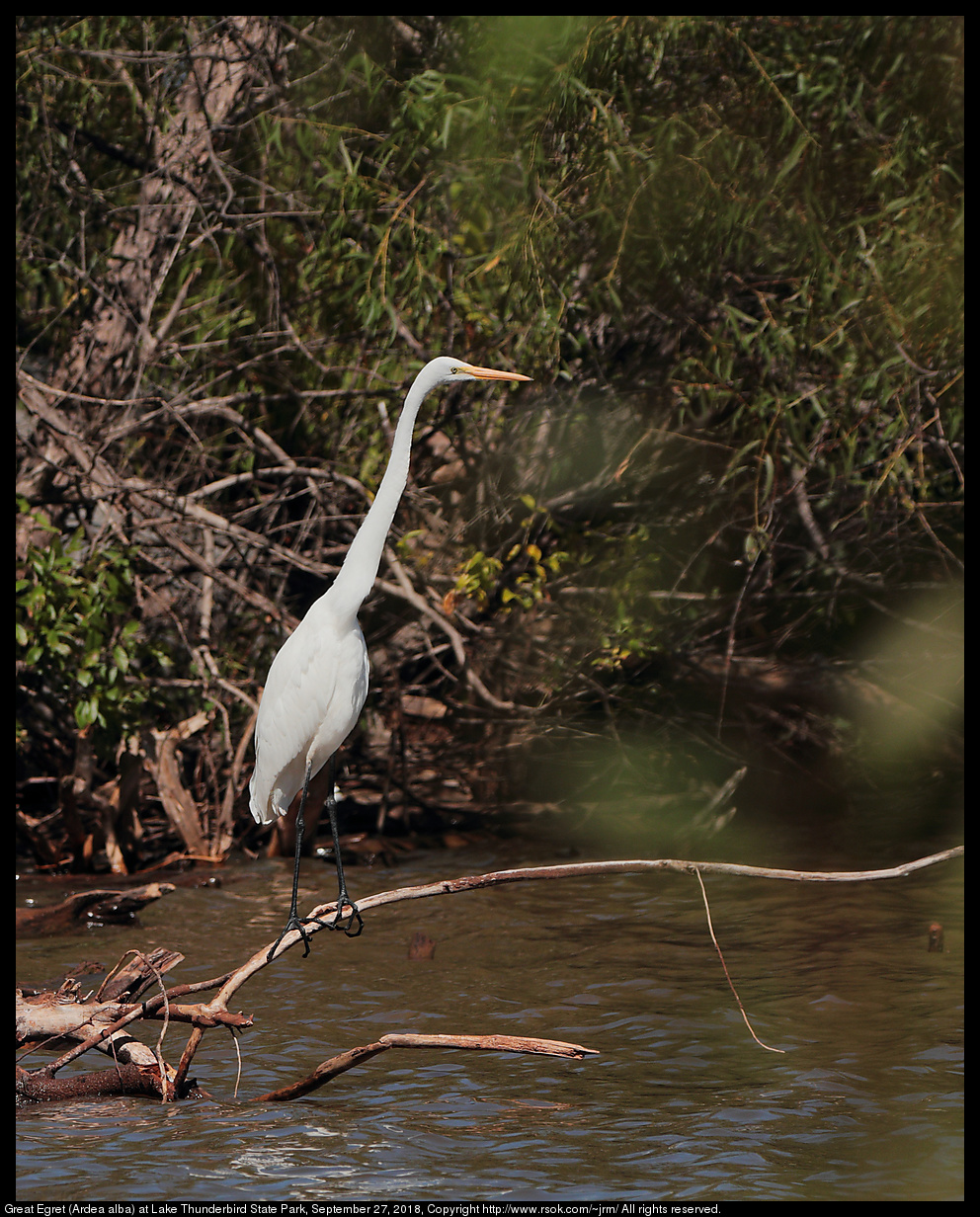 Great Egret (Ardea alba) at Lake Thunderbird State Park, September 27, 2018