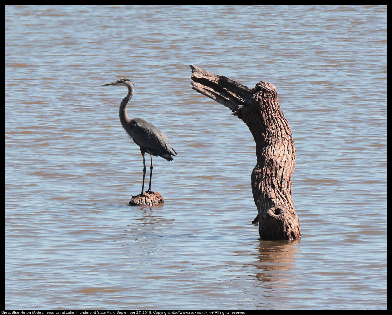 Great Blue Heron (Ardea herodias) at Lake Thunderbird State Park, September 27, 2018