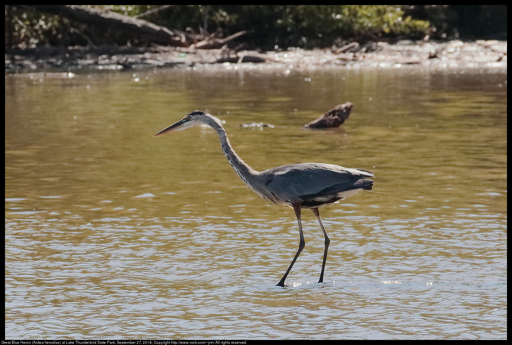 Great Blue Heron (Ardea herodias) at Lake Thunderbird State Park, September 27, 2018