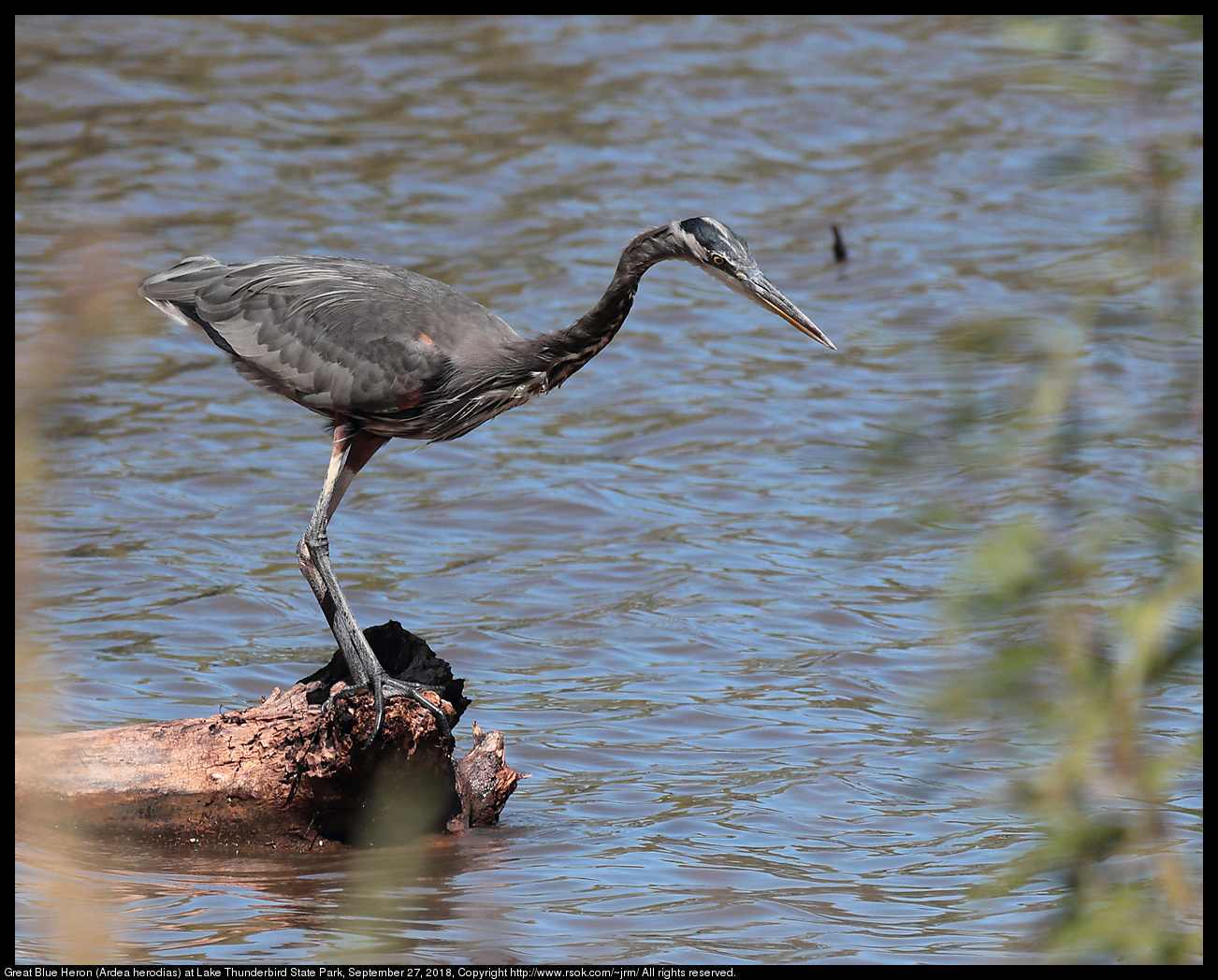 Great Blue Heron (Ardea herodias) at Lake Thunderbird State Park, September 27, 2018