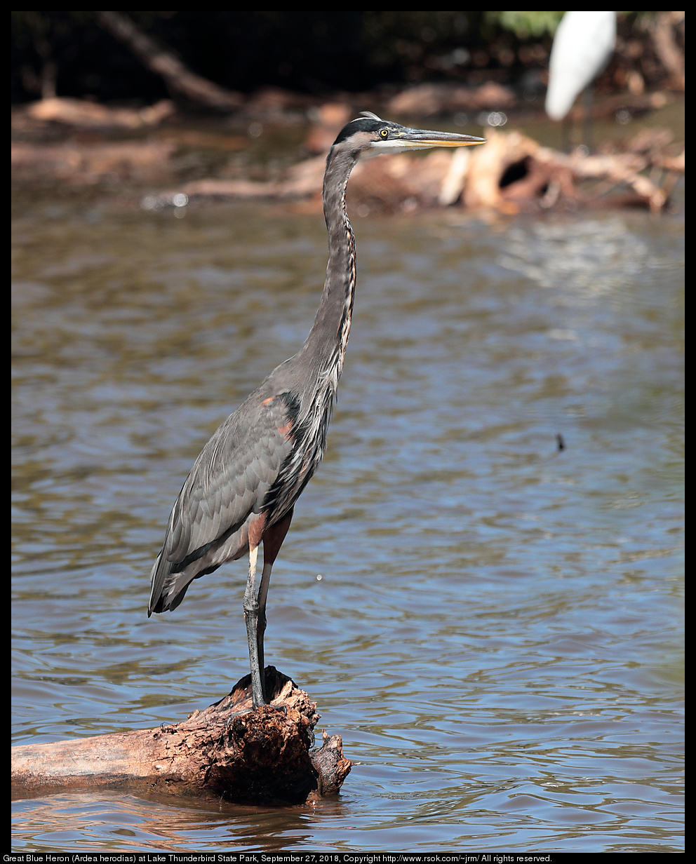 Great Blue Heron (Ardea herodias) at Lake Thunderbird State Park, September 27, 2018