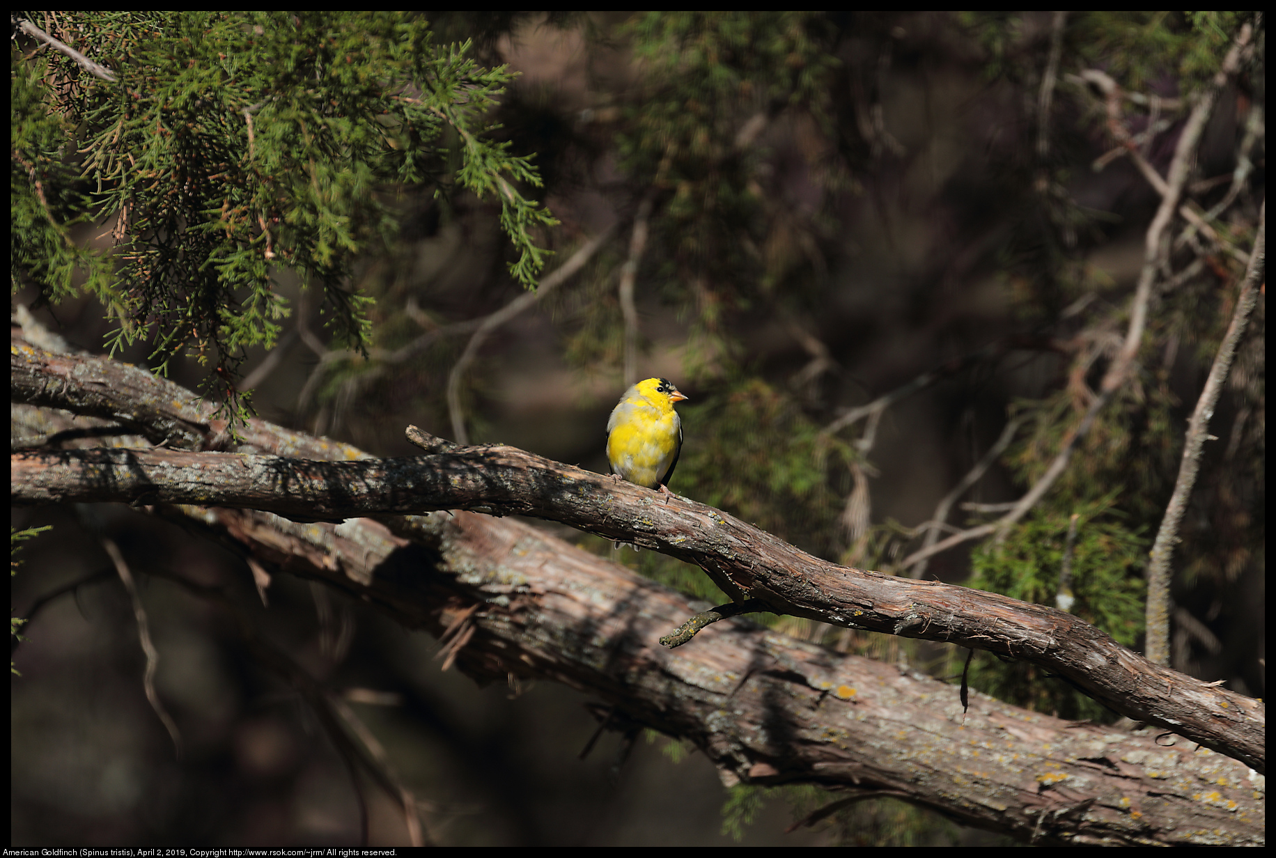 American Goldfinch (Spinus tristis), April 2, 2019